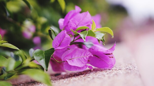 Close-up de uma planta com flores rosas