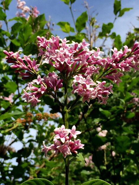 Foto close-up de uma planta com flores rosas