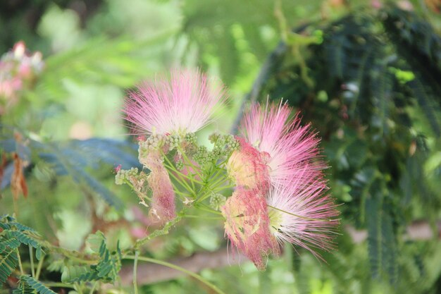 Foto close-up de uma planta com flores rosas