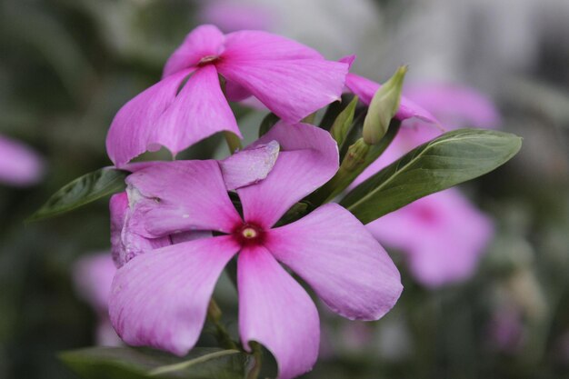 Foto close-up de uma planta com flores rosas