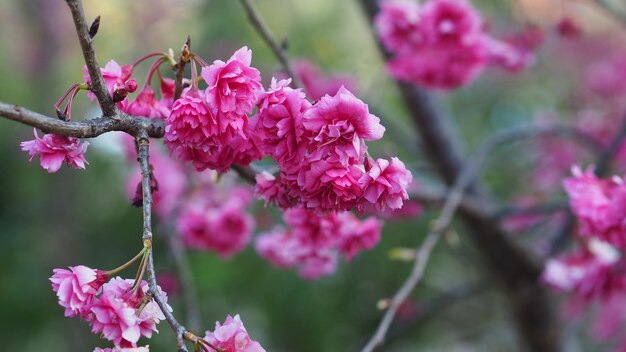 Foto close-up de uma planta com flores rosas