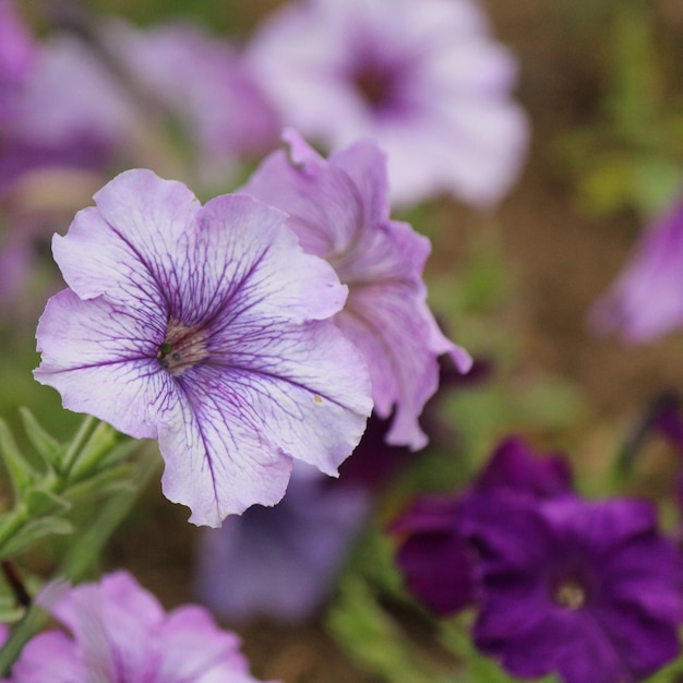 Close-up de uma planta com flores rosas