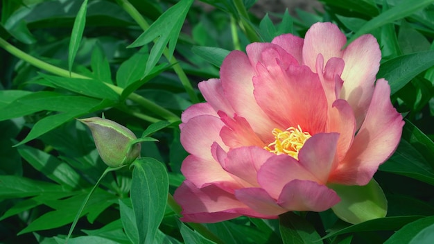 Close-up de uma planta com flores rosas