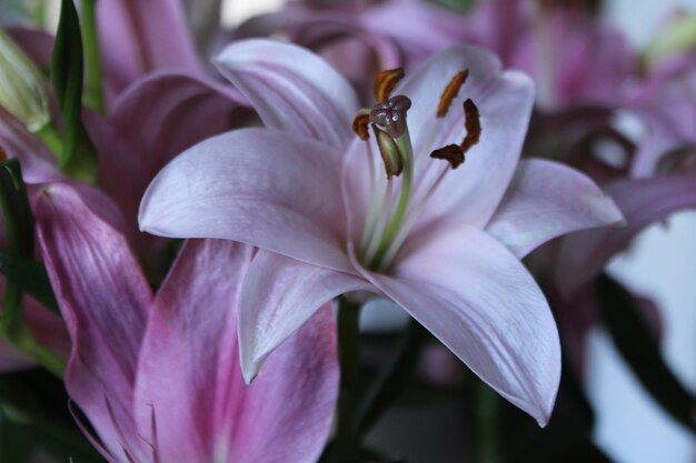 Foto close-up de uma planta com flores rosas