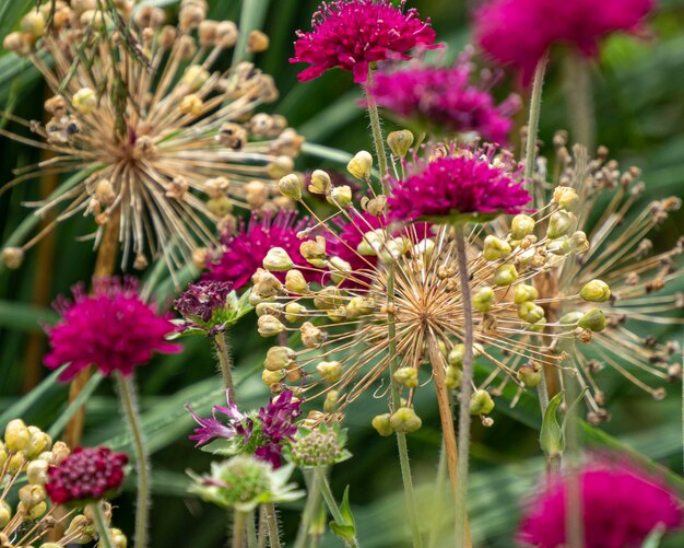 Close-up de uma planta com flores rosas