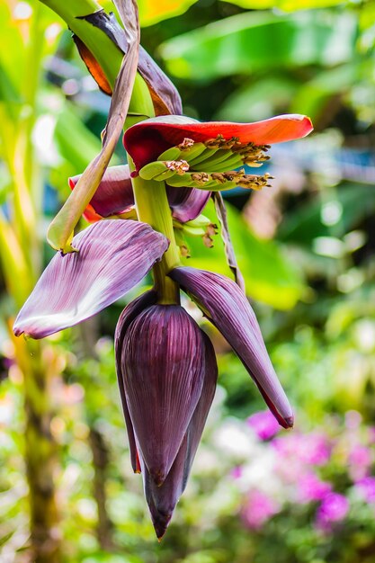 Foto close-up de uma planta com flores rosas