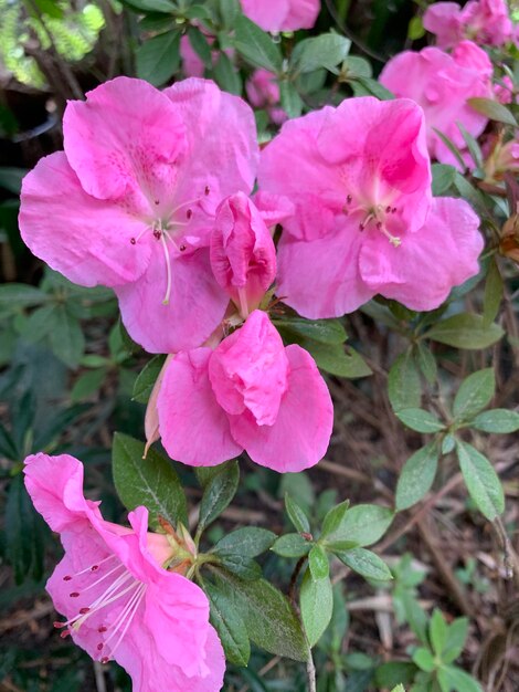 Close-up de uma planta com flores rosas