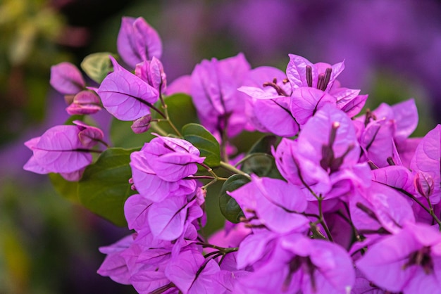 Foto close-up de uma planta com flores rosas