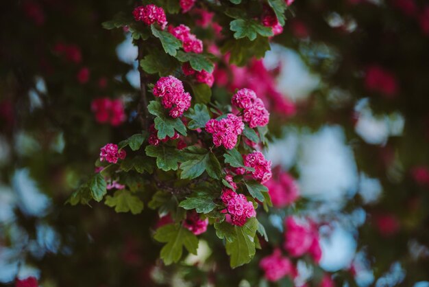 Foto close-up de uma planta com flores rosas