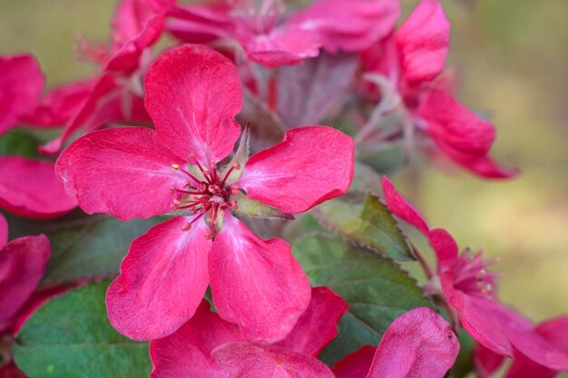 Close-up de uma planta com flores rosas