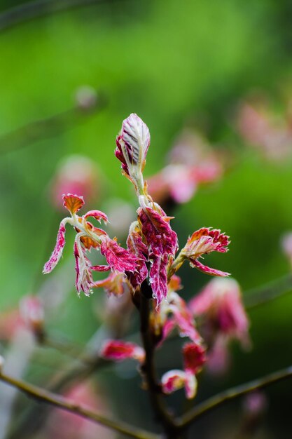 Foto close-up de uma planta com flores rosas