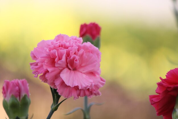 Foto close-up de uma planta com flores rosas