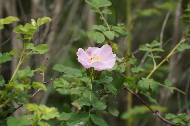 Close-up de uma planta com flores rosas