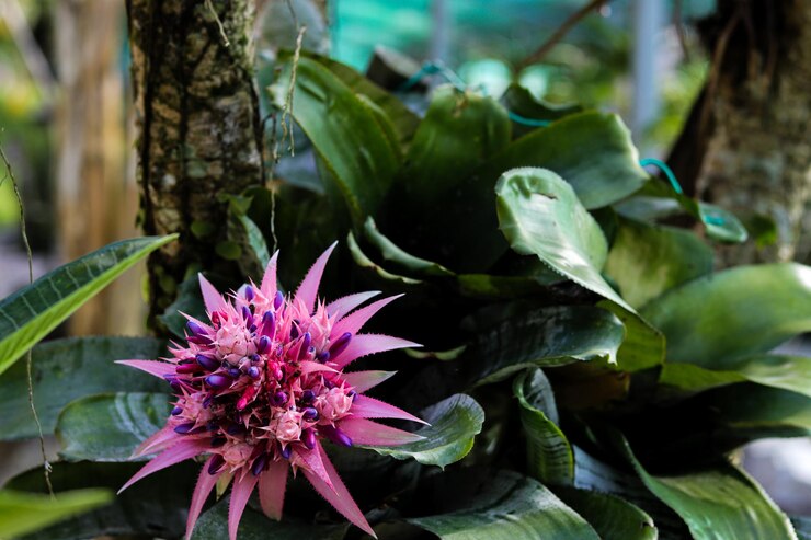 Foto close-up de uma planta com flores rosas