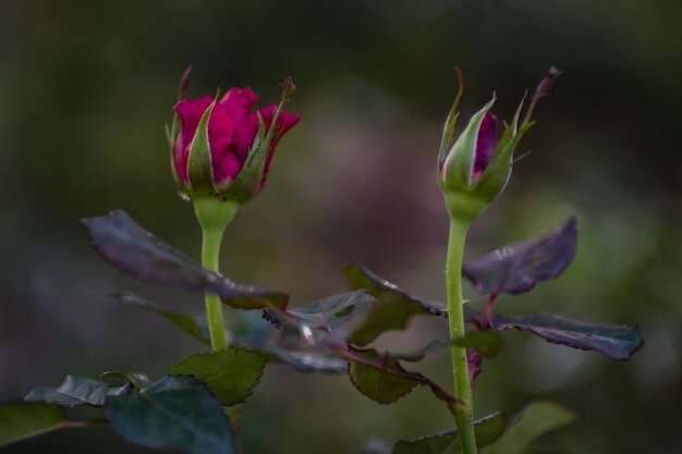 Foto close-up de uma planta com flores rosas