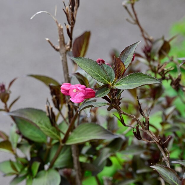 Foto close-up de uma planta com flores rosas