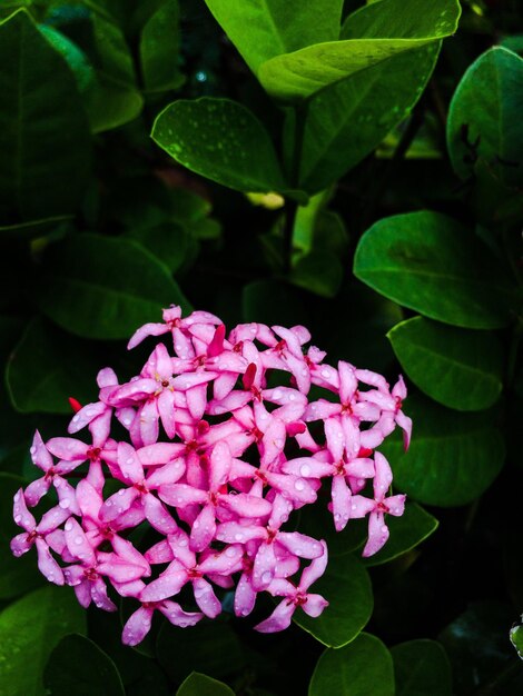 Foto close-up de uma planta com flores rosas