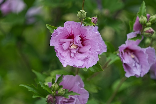 Close-up de uma planta com flores rosas