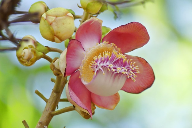 Foto close-up de uma planta com flores rosas