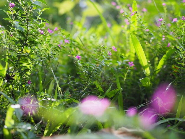 Foto close-up de uma planta com flores rosas