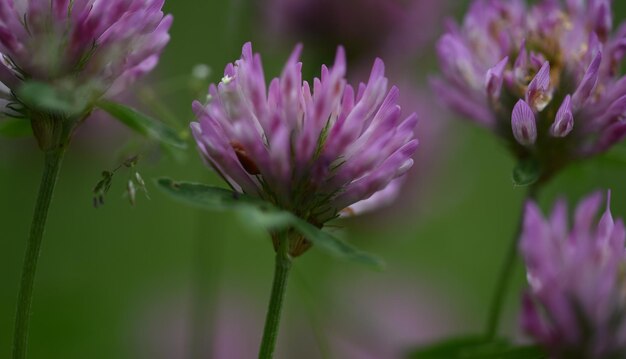 Foto close-up de uma planta com flores rosas