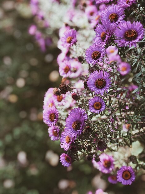 Foto close-up de uma planta com flores rosas