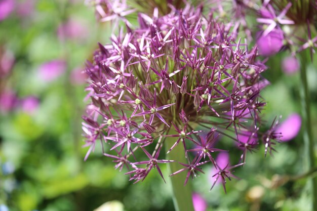 Foto close-up de uma planta com flores rosas