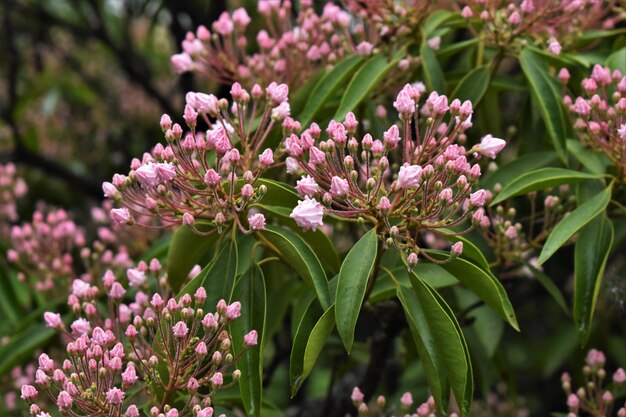 Foto close-up de uma planta com flores rosas