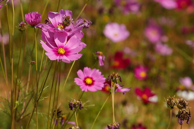 Foto close-up de uma planta com flores rosas