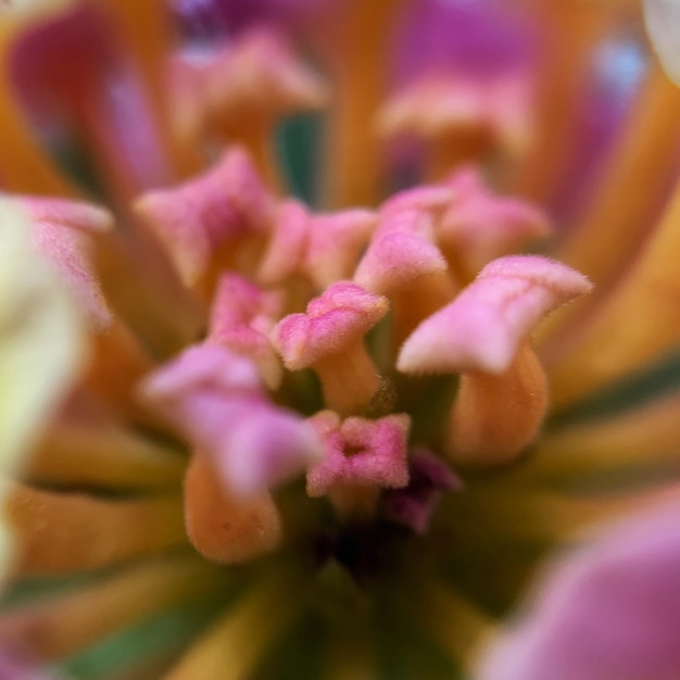 Foto close-up de uma planta com flores rosas