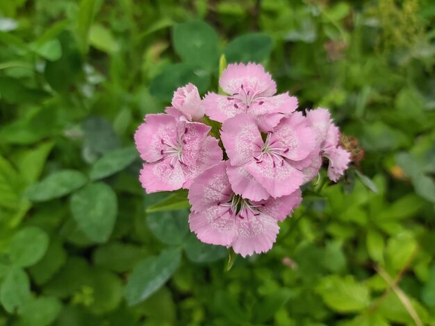 Foto close-up de uma planta com flores rosas