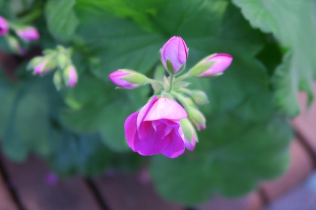 Foto close-up de uma planta com flores rosas