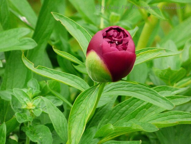 Foto close-up de uma planta com flores rosas