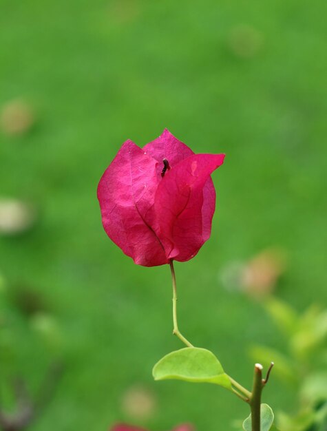 Foto close-up de uma planta com flores rosas