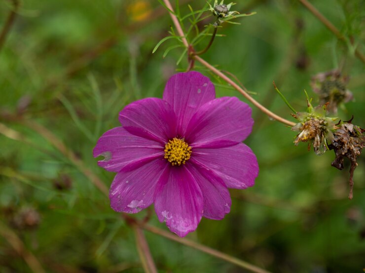 Foto close-up de uma planta com flores rosas