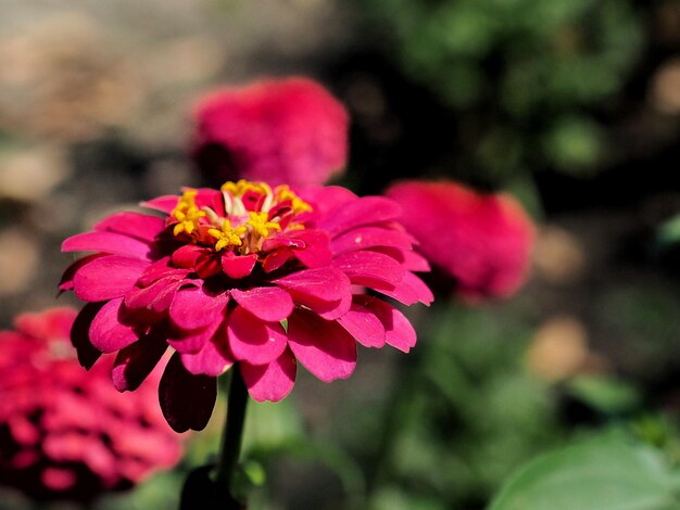 Foto close-up de uma planta com flores rosas