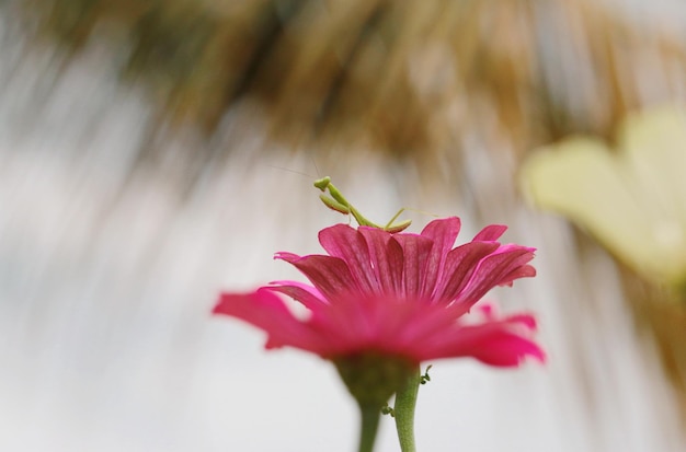 Foto close-up de uma planta com flores rosas