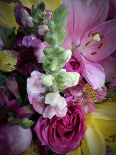 Close-up de uma planta com flores rosas