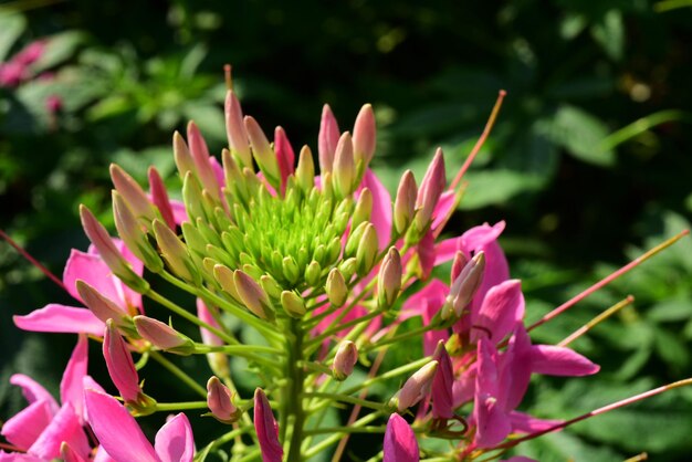 Foto close-up de uma planta com flores rosas