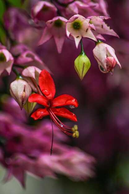 Foto close-up de uma planta com flores rosas