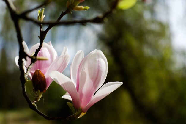 Close-up de uma planta com flores rosas