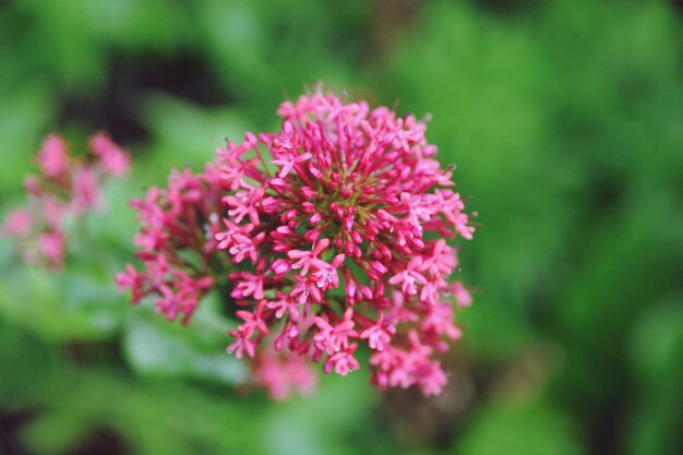 Close-up de uma planta com flores rosas