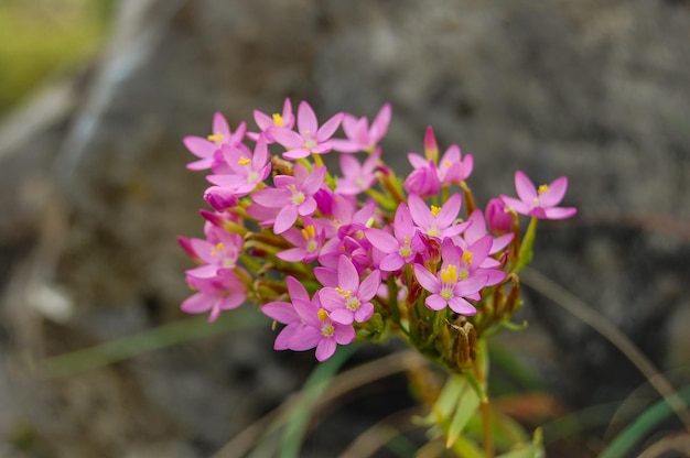 Close-up de uma planta com flores rosas