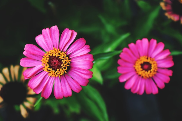 Close-up de uma planta com flores rosas