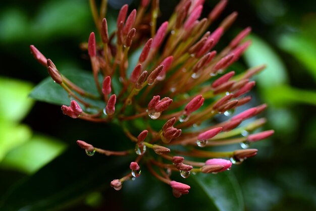 Foto close-up de uma planta com flores rosas