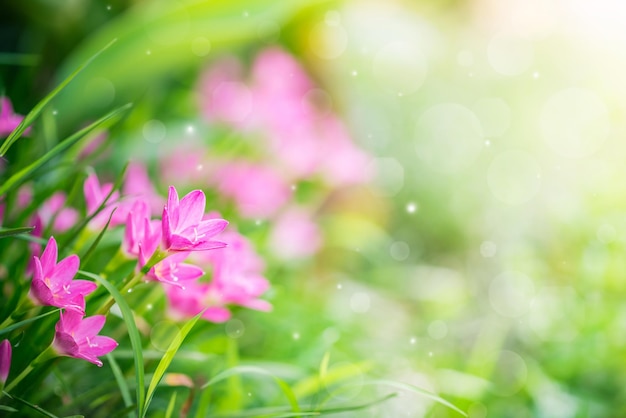 Foto close-up de uma planta com flores rosas