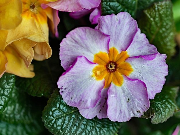 Foto close-up de uma planta com flores rosas