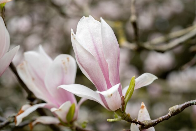 Foto close-up de uma planta com flores rosas