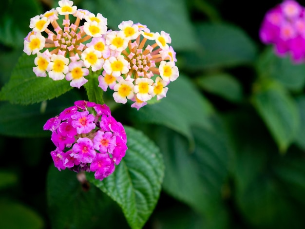 Close-up de uma planta com flores rosas