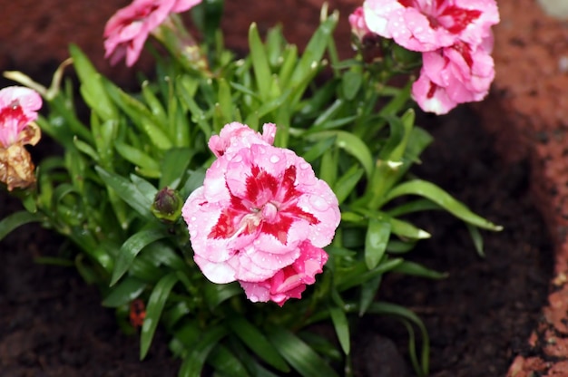 Foto close-up de uma planta com flores rosas